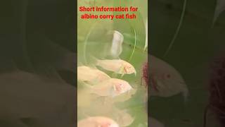 Short information about albino corry cat #aquarius #aquarium
