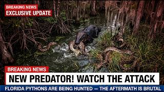 A New Predator Is Swallowing Florida's Giant Pythons… The Aftermath Is Brutal