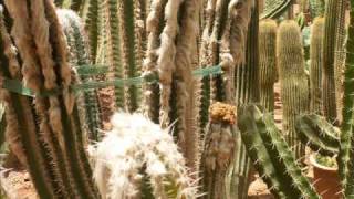 Les Ce2 Visitent Les Serres De Cactus A Biougra