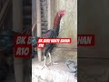kaki batu rante Masih bahan 100%