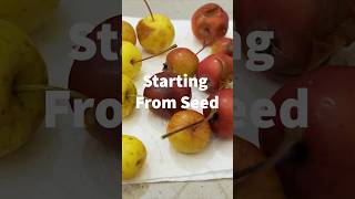 Starting Crab Apple Bonsai From Seed