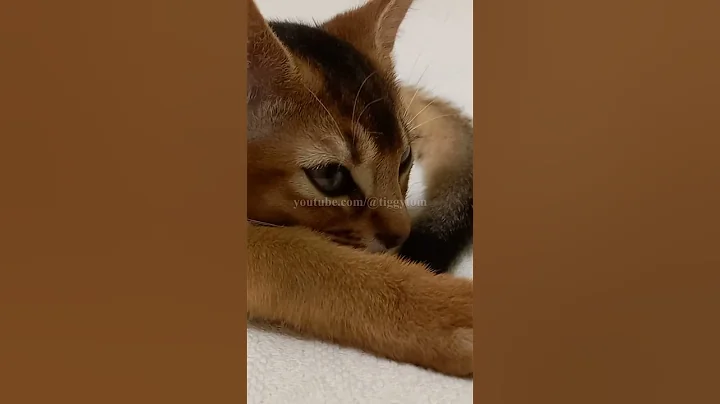 Video 2900741: tom abyssinian kitten kitty, cat fun abyssinian kitty