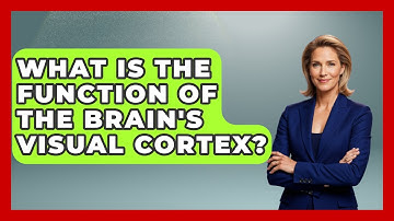 What Is the Function of the Brain