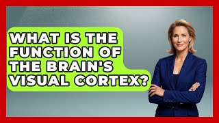 Celebrity What Is the Function of the Brain's Visual Cortex? | All About Anatomy Answers News Profile