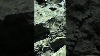 Worlds Deadliest Snake! Almost Stepped On It!
