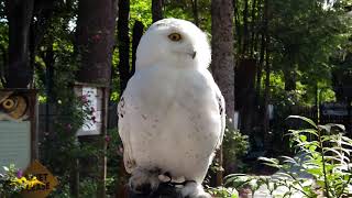 Wild Wings Bird of Prey Facility and Nature Center