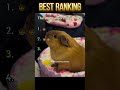 I want to have one of these adorable guinea pigs!#guineapig #funny #foryou #funnyvideo #fyp #cute