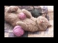 Extra long of sleep music for cats help your cat sleep with 8 hours of relaxing music