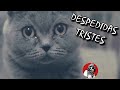 Las 6 despedidas de gatitos más tristes y dolorosas | Oscar Jack