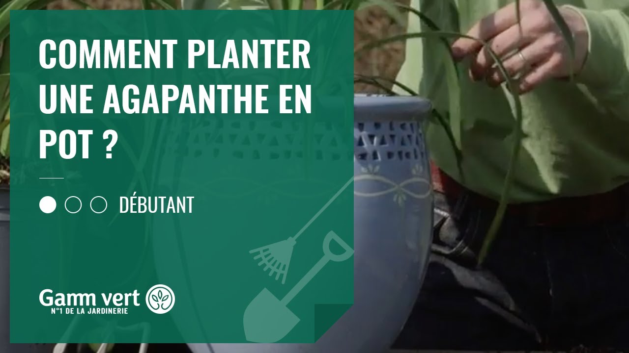 Faut Il Couper Les Fleurs Fanées Des Agapanthes