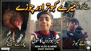 Mere Kabutar Aur Chhote Choozay 😍 | Mera Kabutaron Ka Shauk! | Daily Vlog