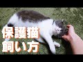 【保護猫】猫の飼育方法！初めて猫を飼う時の準備と飼育のポイント！