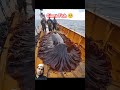Giant Fish 🥺 #ocean #wildlife #nature #whale #animals #oceanmysteries #giantseacreatures