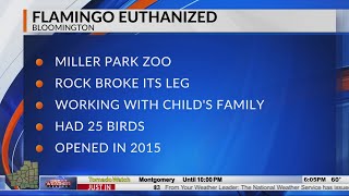 Flamingo Euthanized