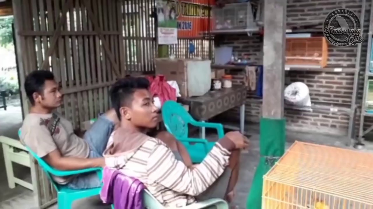 Ternak lovebird tetap bertahan 