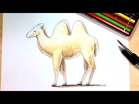 Camel How To Draw Pen And Colored Pencil Pictures Easy Illustration Youtube