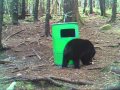 Trail Cam Video: Black Bear Cubs at Bait