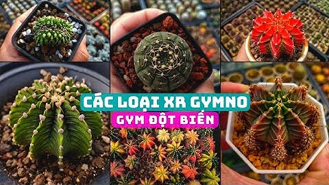 Các Loại Xương Rồng Gymno | Gym Đột Biến #xuongrong #gymnocalicium #xuongrongdotbien