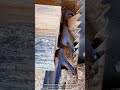 Sawmill Machine That Turns Logs With One Thin Blade