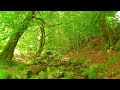🌳ASMR Spring Ambience 🌳Magical Forest 4K🌳 8D NATURE SOUND❤ Relaxing Meditation Morning Forest Sounds