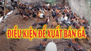 Điều kiện để xuất bán gà