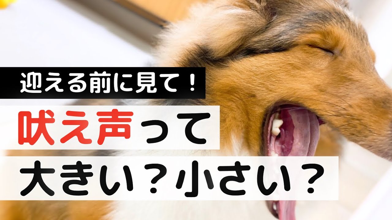 シェルティの鳴き声はうるさい 吠える頻度やしつけする方法を解説 Youtube