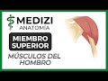 Anatomía Miembro Superior (MMSS) - Músculos del hombro