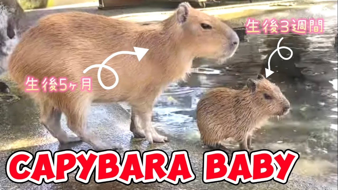 Capybara Baby Set! 【Izu Animal Kingdom Japan】 - YouTube