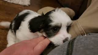 Noelle  Cute Havanese puppy. #havanesepuppies