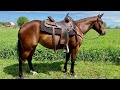 (𝐒𝐎𝐋𝐃) Linda- 4 year old reining and cutting bred AQHA mare