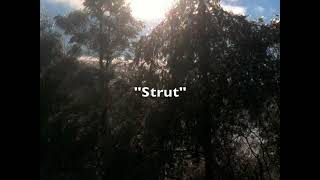 Video thumbnail of "Chuck D'Aloia - Strut"