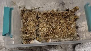 Can you grow mushrooms from spawn alone?