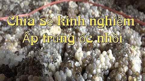 Chia sẻ Kinh nghiệm ấp trứng ốc nhồi để sản xuất con giống