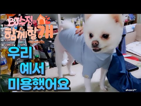 안성 유기견봉사  우리예서미용하기