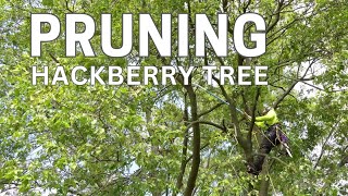 Pruning: Hackberry Tree Net Worth