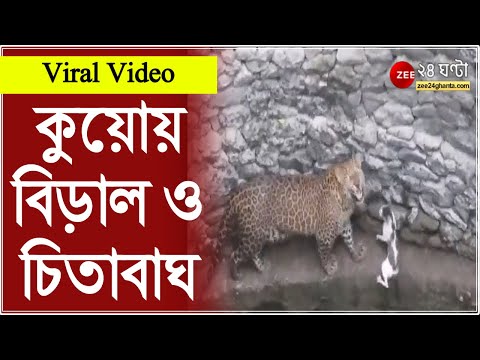 ভিডিও: বিড়াল বুড়ো না?