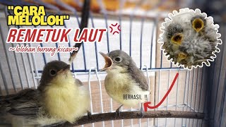 Cara Ngeloloh Anak Burung Remetuk Laut Agar Tidak Mati