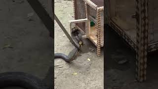 Caught on camera?Most dangerous snake rescue