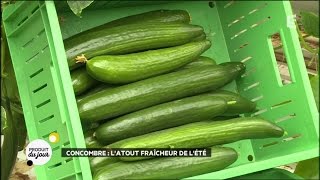 Concombre : l'atout fraîcheur de l'été