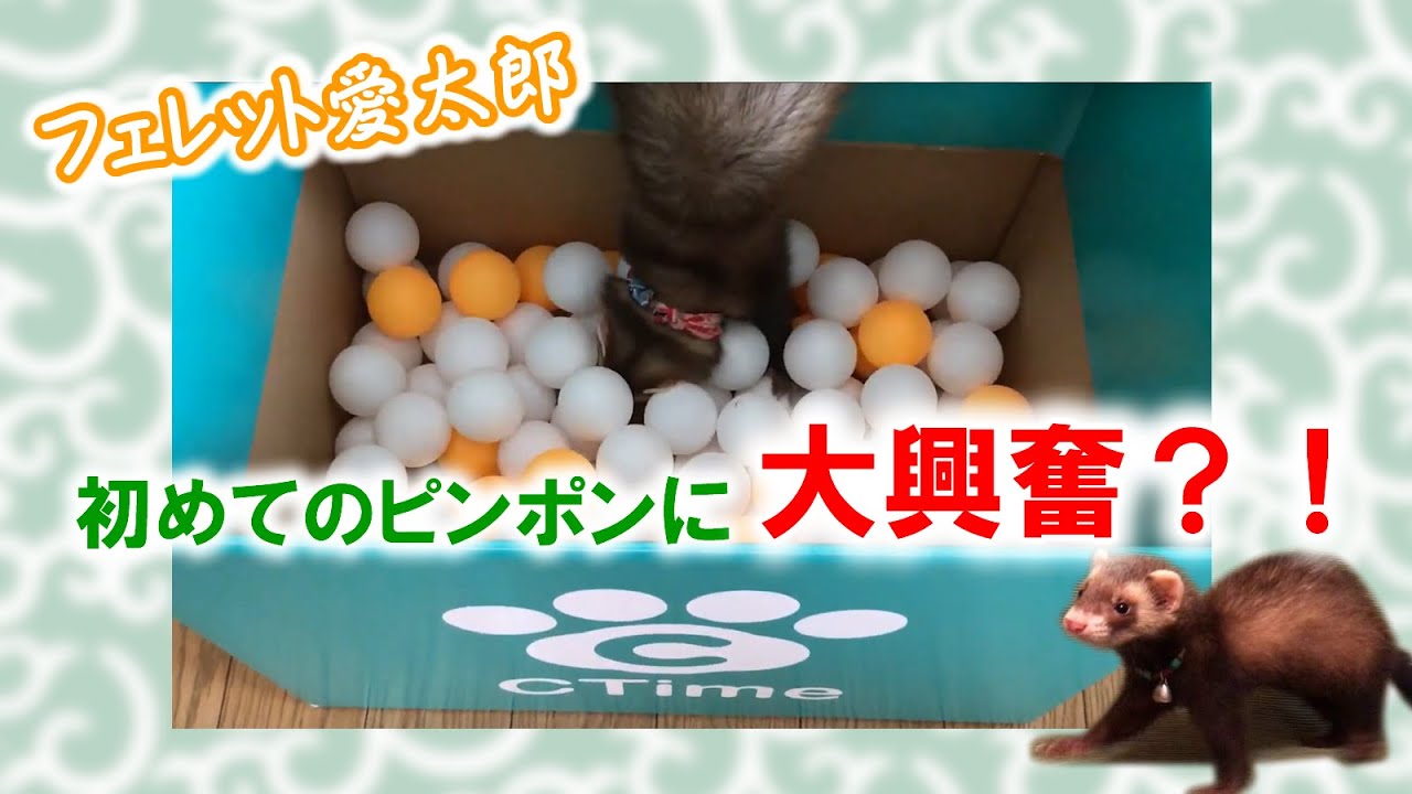 フェレット赤ちゃん 愛太郎 初めてピンポン玉に埋もれて大興奮 Youtube