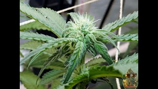 MAC 1 DAY 14