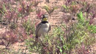 Horned Lark Calling