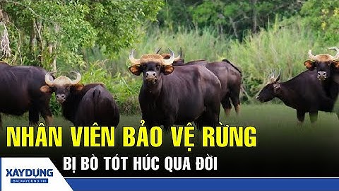 Một nhân viên bảo vệ rừng ở Vườn quốc gia Cát Tiên bị bò tót húc tới qua đời | BXD