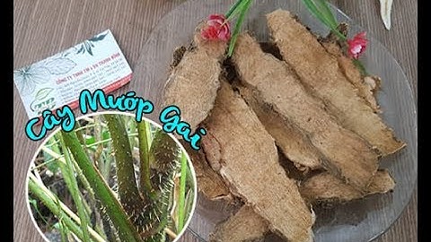 Cây Mướp Gai | Công dụng của cây mướp gai