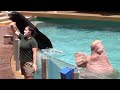 Sea Lion and Otter Spotlight (Full Show) - SeaWorld Orlando - August 13, 2021