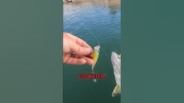 3 Topwater Bass Fishing Tricks #fishing