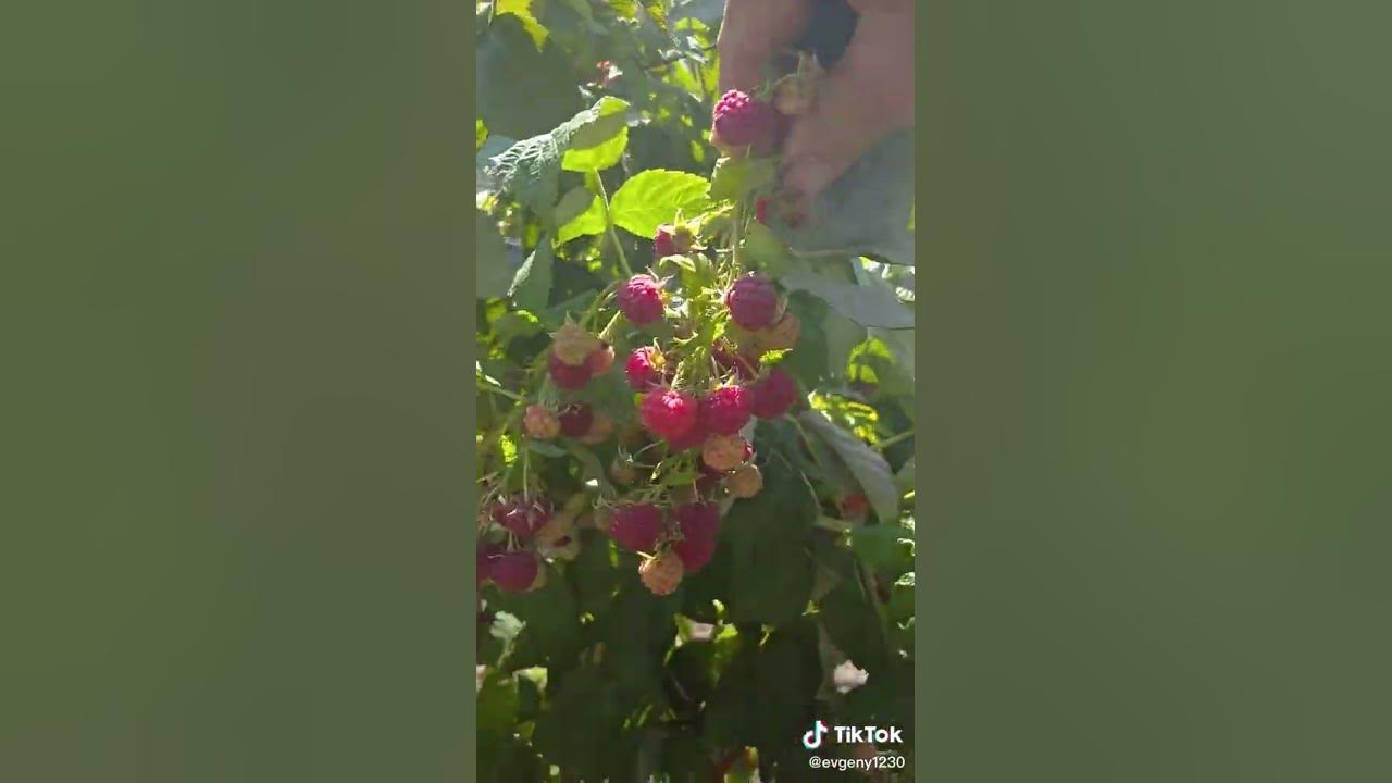 малина Джоан джей - YouTube