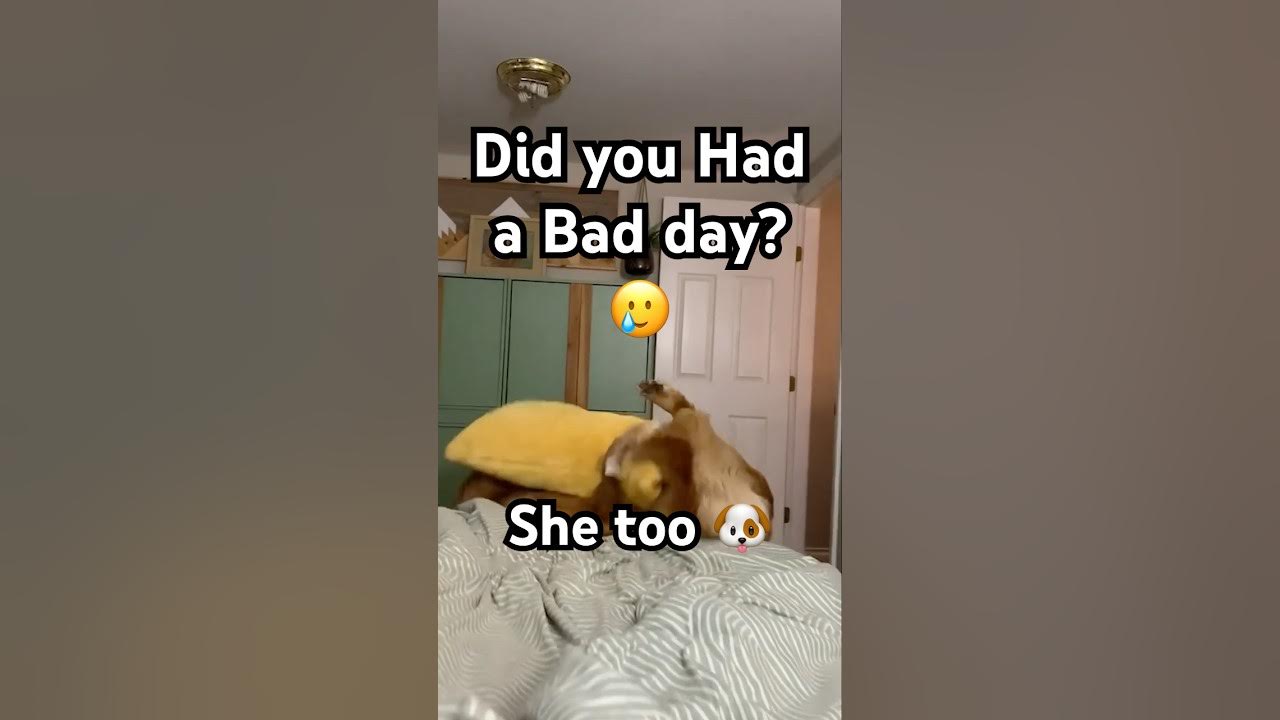 This Will Cure Your Bad Day! 6 shorts dog cute YouTube