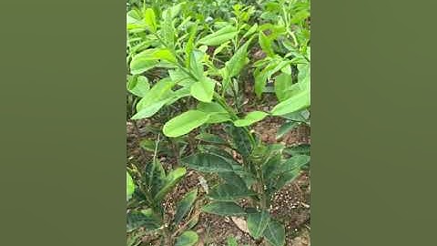 Bưởi ruby thailan:0983198739