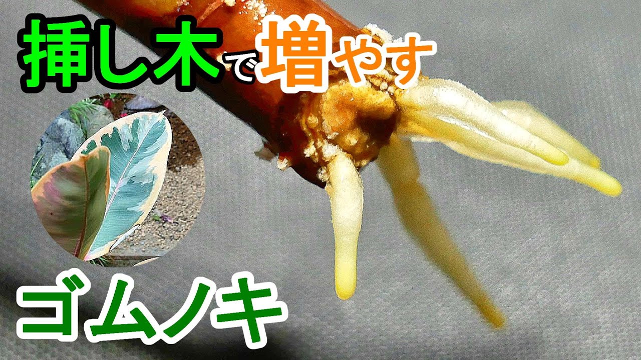 ゴムノキの挿し木 水挿しで Youtube ゴムノキの挿し木 水挿しで Youtube